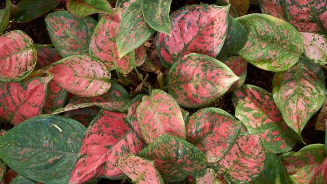 İşte Zehra'nın Kazandığı Okul!