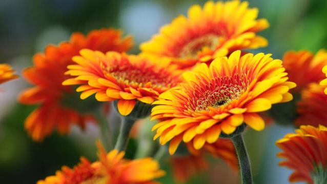 İşte Zehra'nın Kazandığı Okul!