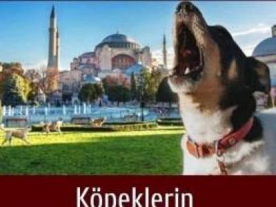Her ezan okunduğunda köpeklerin