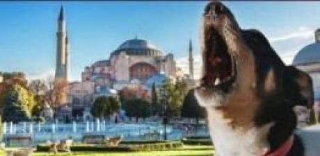 Her ezan okunduğunda köpeklerin