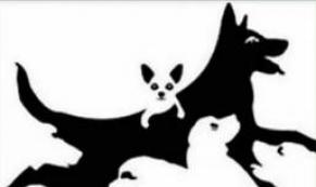 Kaç Köpek Görüyorsunuz? Cevabınız Zihin Yaşınızı Ortaya Çıkartacak