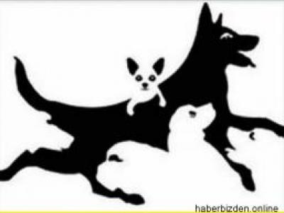 Kaç Köpek Görüyorsunuz? Cevabınız Zihin Yaşınızı Ortaya Çıkartacak