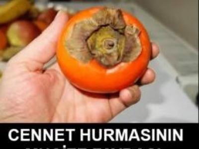 Cennet meyvesinin bilinmeyen faydası.
