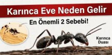 Eve Karınca Gelmesinin allahın 7 işareti 
