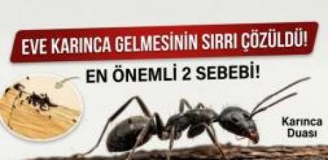 Eve karınca gelmesinin