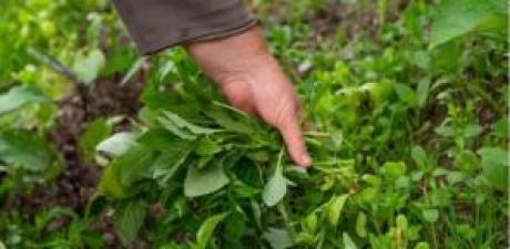 Dünyanın en sağlıklı bitkisi