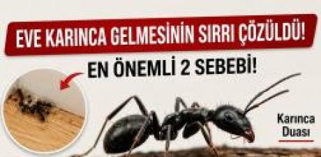 Eve Karınca Gelmesinin allahın 7 işareti nedir