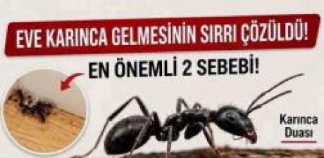 Eve Karınca Gelmesinin