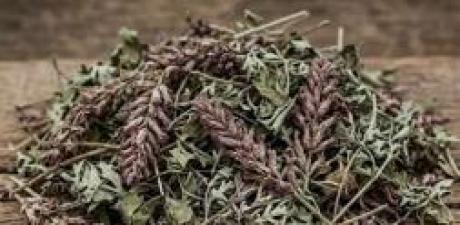MUCİZEVİ BİTKİ