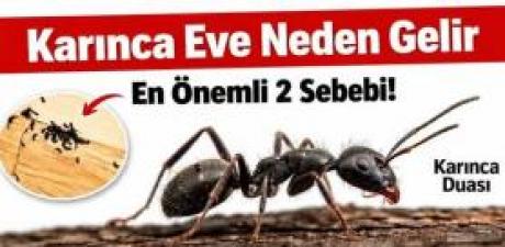 KARINCANIN SESSİZ DUASI: HANENİZE GELEN
