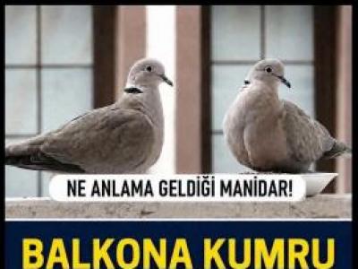 Pencereye Kumru Konması