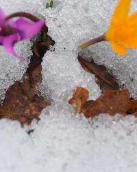 Bolu'da baharın müjdecisi çiğdemler çiçek açmaya başladı
